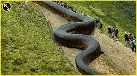 the world's largest anaconda.